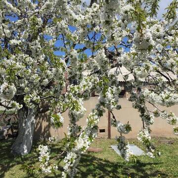 Фото номера Дом с 2 спальнями Дома для отпуска Apple Tree Family Home (ECO) г. Dzorakap 59